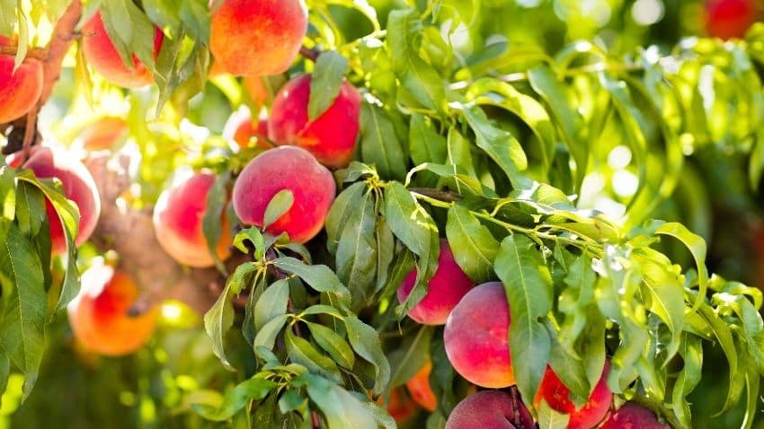Le Rêve Eveillé Libre ou l'image du fruit tombé de l'arbre le rêve eveillé libre ou l'image du fruit tombé de l'arbre » hypnose - analyse des rêves - thérapeute palézieux